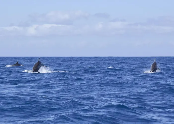Graviana - Pedra Negra Charming House Apartament Lagoa (Azores)